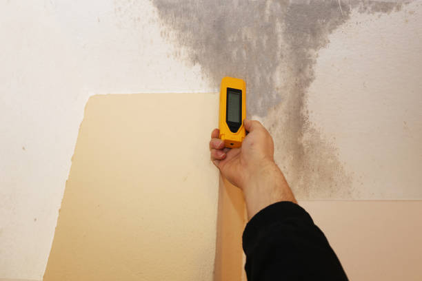 Reliable Day Valley, CA Mold Removal Solutions