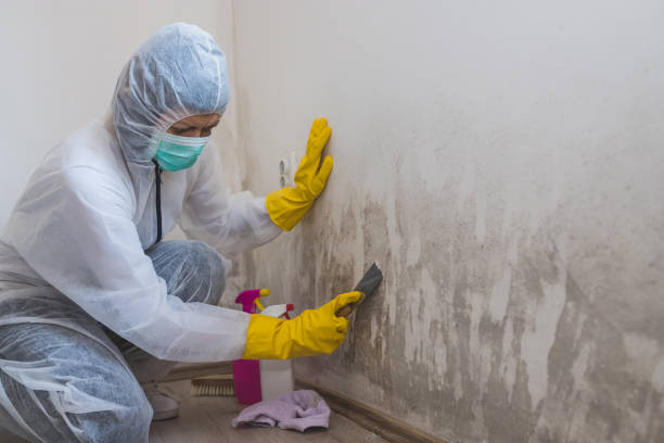 Best Attic Mold Removal  in Day Valley, CA
