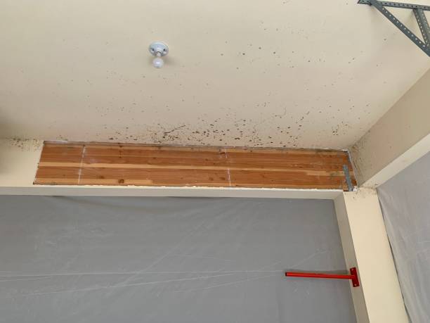 Best Asbestos and Lead Testing During Mold Inspection  in Day Valley, CA