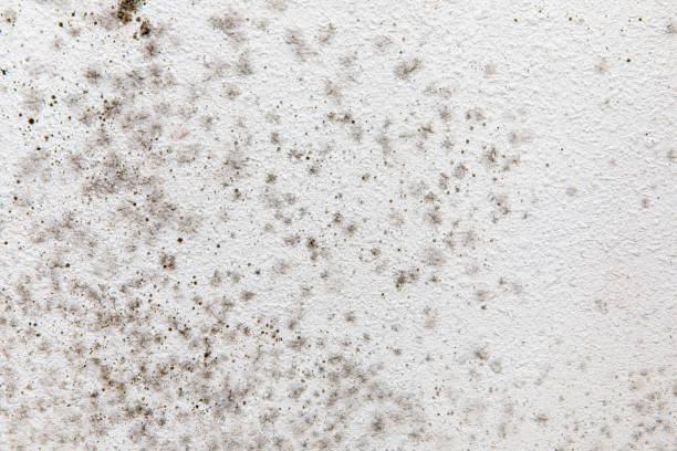 Best Mold Remediation for Healthcare Facilities  in Day Valley, CA