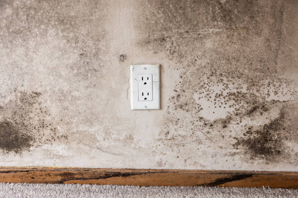 Best Basement Mold Removal  in Day Valley, CA